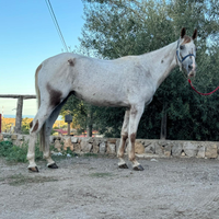 Cavalla Appaloosa