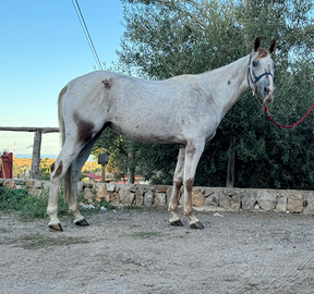 Cavalla Appaloosa