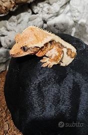 Geko ciliatus