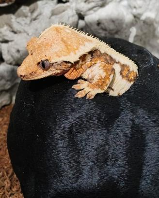 Geco ciliatus