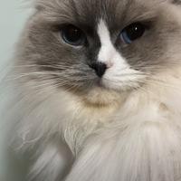 Ragdoll femmina