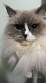 Ragdoll femmina