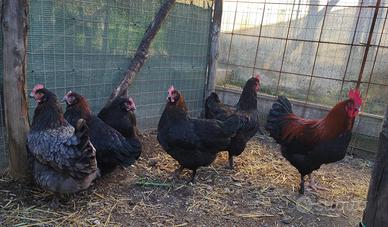 Galline marans