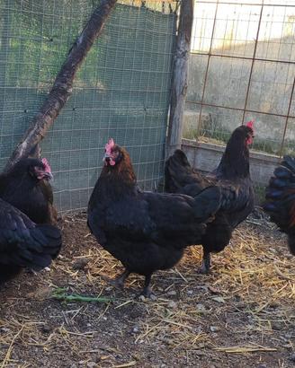 Galline marans