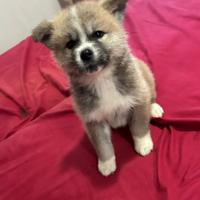 Cuccioli Akita inu genetica campione di bellezza