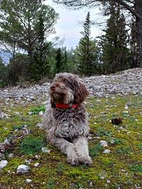 Lagotto romagnolo addestrato