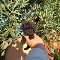 Barboncino mini toy nero 2 maschi anche a rate