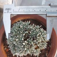 Avonia quinaria