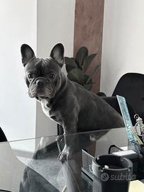 Bulldog francese maschio per accoppiamento