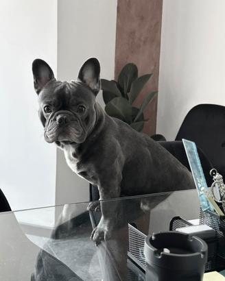 Bulldog francese maschio per accoppiamento