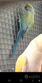 Parrocchetto dal collare