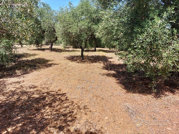 ULIVETO 2^ traversa degli orti Ginosa