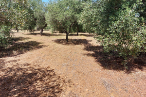 ULIVETO 2^ traversa degli orti Ginosa