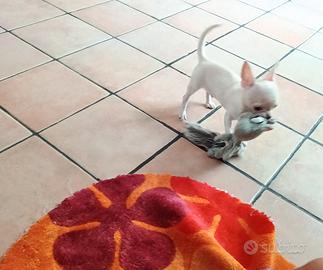 Chihuahua cucciolo di piccola taglia