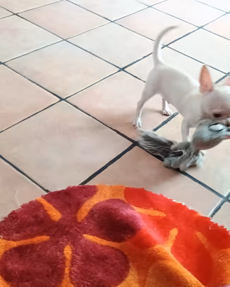 Chihuahua cucciolo di piccola taglia