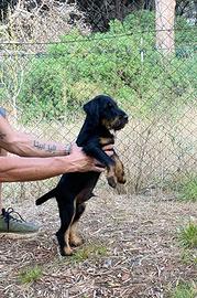 Jagd terrier cucciolo