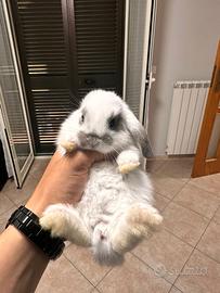 Coniglio Ariete Nano Minilop