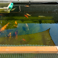 Pesci rossi da laghetto