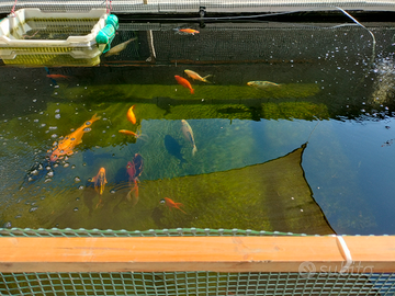 Pesci rossi da laghetto