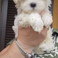 Cucciola maltese con pedigree ENCI