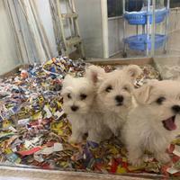 Disponibili cuccioli
