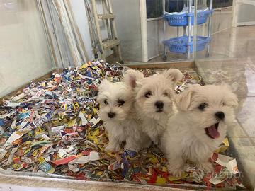 Disponibili cuccioli