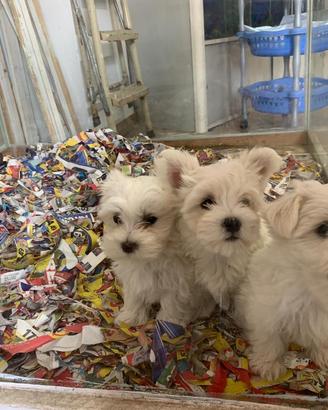 Disponibili cuccioli