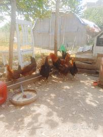 Galline cornute di Caltanissetta