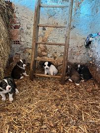 Cuccioli di pastore biellese di due mesi