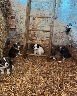 Cuccioli di pastore biellese di due mesi