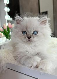 Gattino persiano Brithish Long hair occhi azzurri