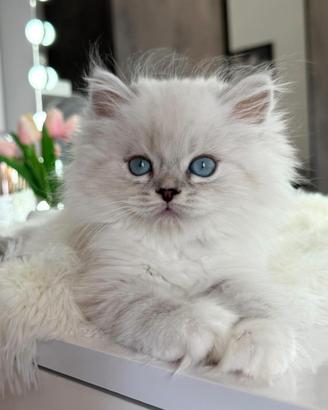 Gattino persiano Brithish Long hair occhi azzurri