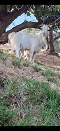 capra
