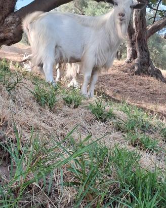 capra