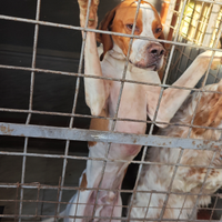Cuccioli di pointer inglese