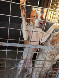 Cuccioli di pointer inglese