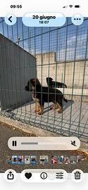 Cuccioli di pastore tedesco