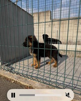 Cuccioli di pastore tedesco