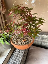 Acero deshojo bonsai