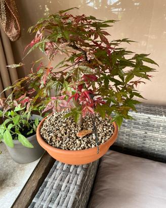Acero deshojo bonsai