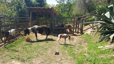 Pony gravida e puledro