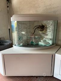 Acquario  / Teca ad angolo