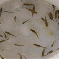 Pesci mangia zanzare