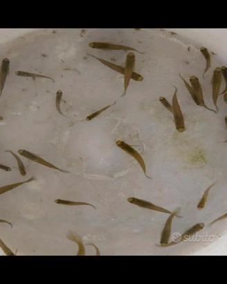 Pesci mangia zanzare