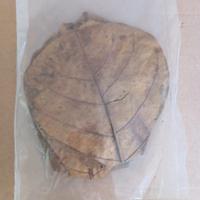 3 confezioni di foglie di Catappa 