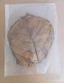 3 confezioni di foglie di Catappa 