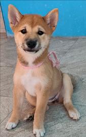Cuccioli shiba