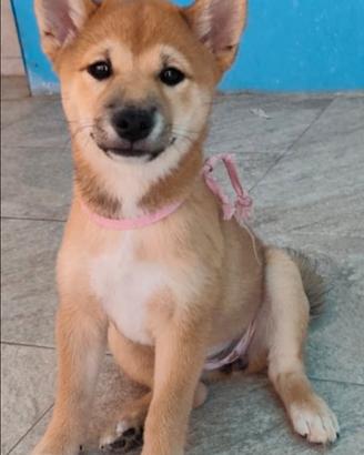 Cuccioli shiba