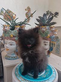 Spitz di Pomerania con pedigree ENCI