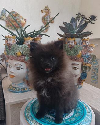 Spitz di Pomerania con pedigree ENCI